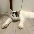 それぞれに、シュワッチ！