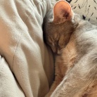 枕を縦に使うぼくちん