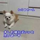 犬はすぐ見失う