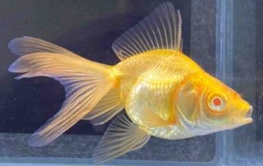 『🐟金魚•メダカ入舎情報‼️』の画像