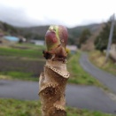 タラノメ日誌　とルッコラの芽