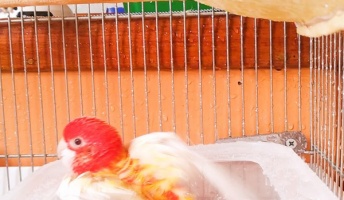 海賊王に憧れてインコと一緒にヨットで日本一周してる冒険家だけど【関門海峡編】