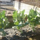 茎ブロッコリーの芯止め