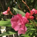 夾竹桃（キョウチクトウ）