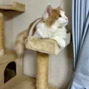 人間には見えないが猫には見えるものがある！？