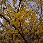 『ロウバイまつり【追記】 2025/02/15』の画像