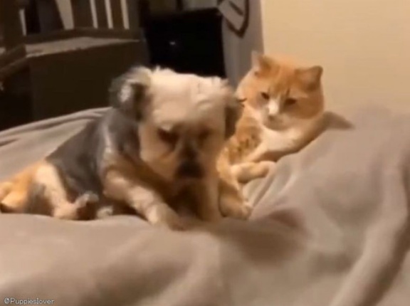 虐待されていた犬が…猫の愛情によって心から癒されるとき