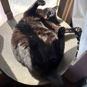 【猫写真】今日の猫たちの様子