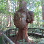 くぐる鳥居は鬼ばかり