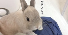 うさぎのルリ(6/27追記)