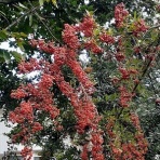 花のある暮らし