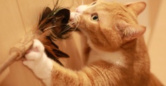 うっとりよそ見する猫。