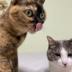 どこでも猫トイレ