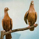 あまりに危険で優れたセンス！フランスのガレージサイケのダークホース！　J.C. Satàn – Hell Death Samba(2011)