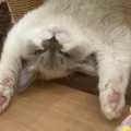今日のにゃんこず