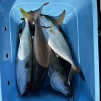 釣りまとめ速報