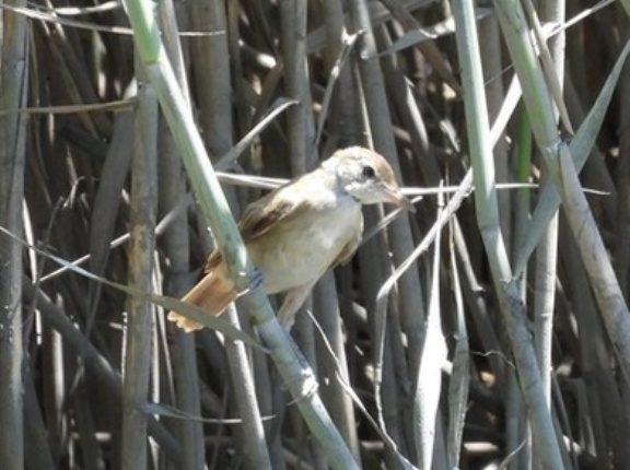 2026年7月29日の野鳥公園