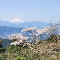 春の高尾山に登ってみる