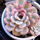 527:ホワイトミニマ錦