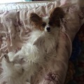 夕散歩＆イチゴ狩りあん(*^^)人(ﾟ▽ﾟ)/