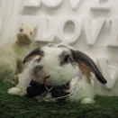 3月16日のグルーミングフォト