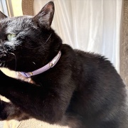 【猫写真】タワーの上が気になるスミちゃん