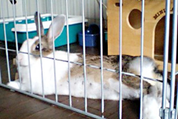 ミニウサギブログ ミニうさぎとは