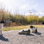 猫写真家・沖 昌之のブログ　野良ねこちゃんねる。　