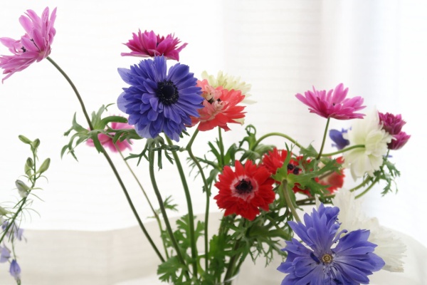 ピノ子の庭 秋植え球根