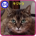 魚沼アニマルサポート・毎日里親募集中