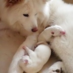 ムクムク秋田犬のblog