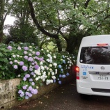 『雨に、アジサイ。』の画像