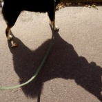 ちょいとそこログ