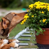 『まずは飼い主が変わろう 犬の「嫌だ」を理解してあげて　「嫌だ」を言われないように技術を高めよう』の画像