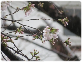 豊島区高田(早稲田)『iro』の期間限定サクラセットと今日の桜。