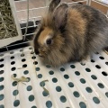ウサギ🐇
