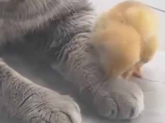 黄色い毛玉はネコのそばを離れなかった。寝る時もいつも一緒♪ → 成長した今でもこんな様子です…