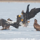 氷上の格闘～オオワシ Steller's Sea Eagle