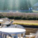 『何が楽しくて』の画像