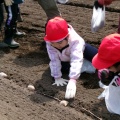 ２年生じゃがいも教室