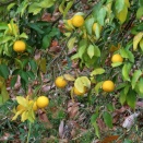 年の瀬やひとときゆっくり珈琲を