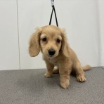 ペットショップワンラブ カインズ蓮田店ペッツワンコーナーのスタッフブログ