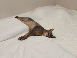 脱力ぼくちん