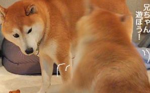 "兄ちゃん犬"と遊びたいワンコ