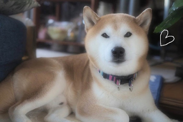 湘南凸凹柴wan日記 ニラの花 Powered By ライブドアブログ