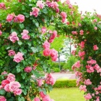 Flower Cage｜カリーナの宝塚依存症ブログ