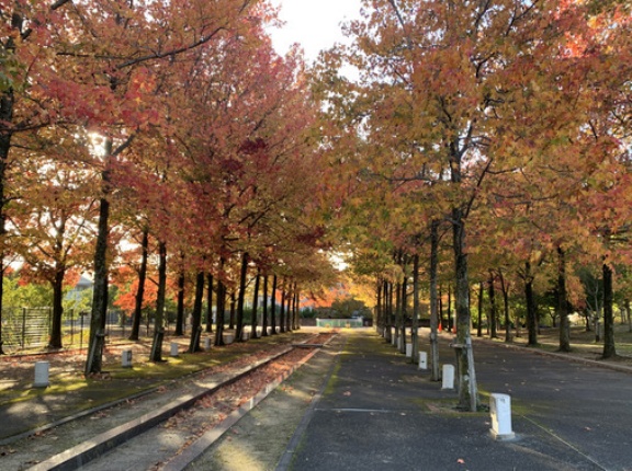 いきいきランド、ミルキーウェイのカエデ並木、秋色に色づいてきている！
