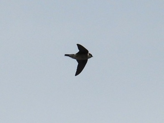 2026年3月22日の野鳥公園