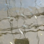 凸凹めだか凸凹の正直しんどい