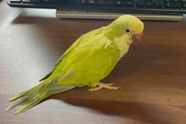 モンク ファーム オキナインコ里親募集